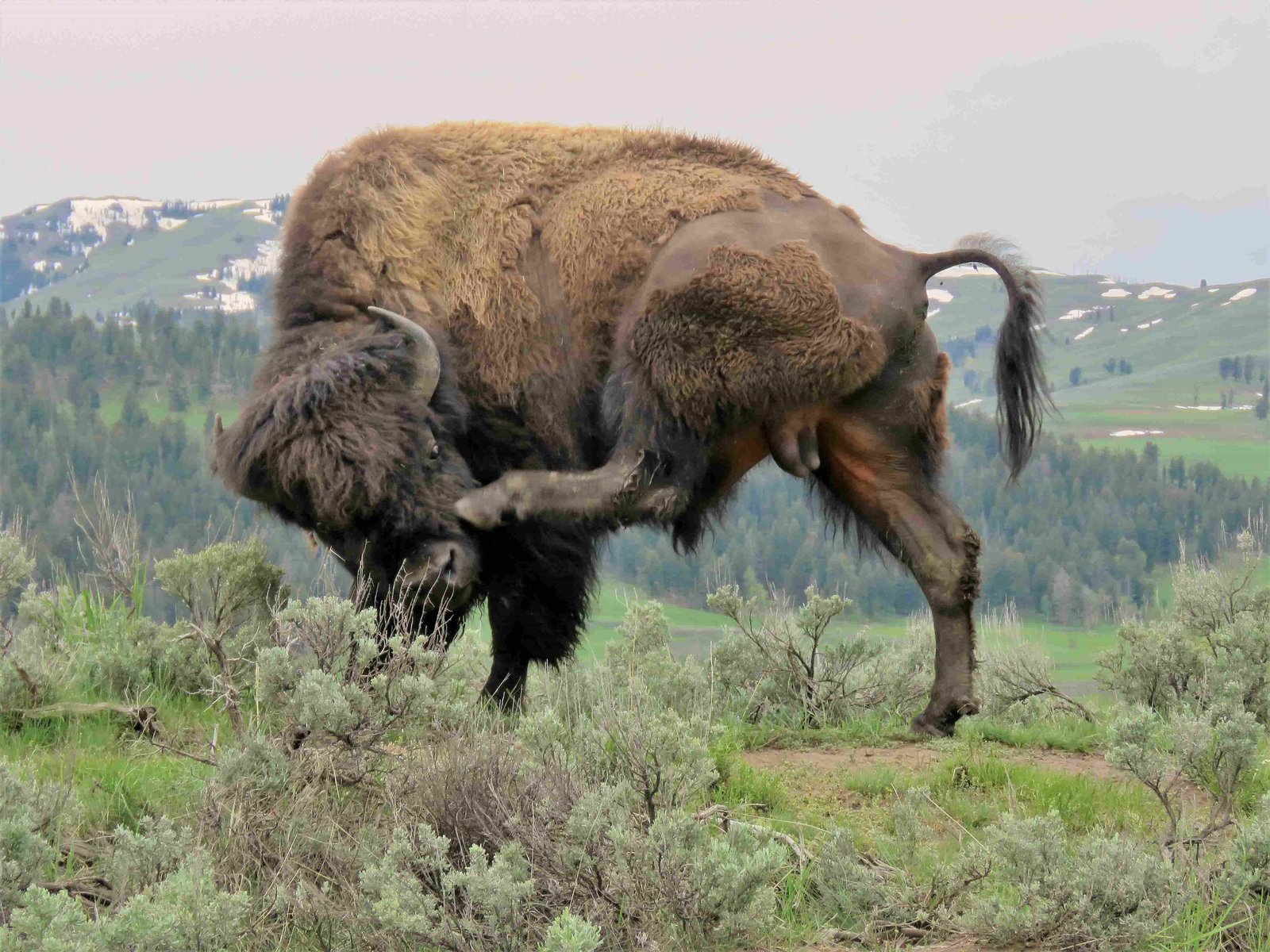 American Bison