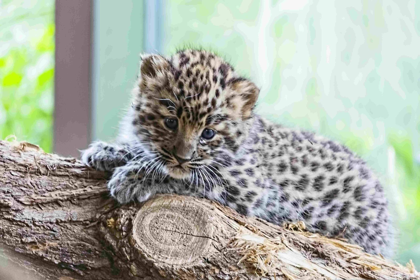 Amur Leopard