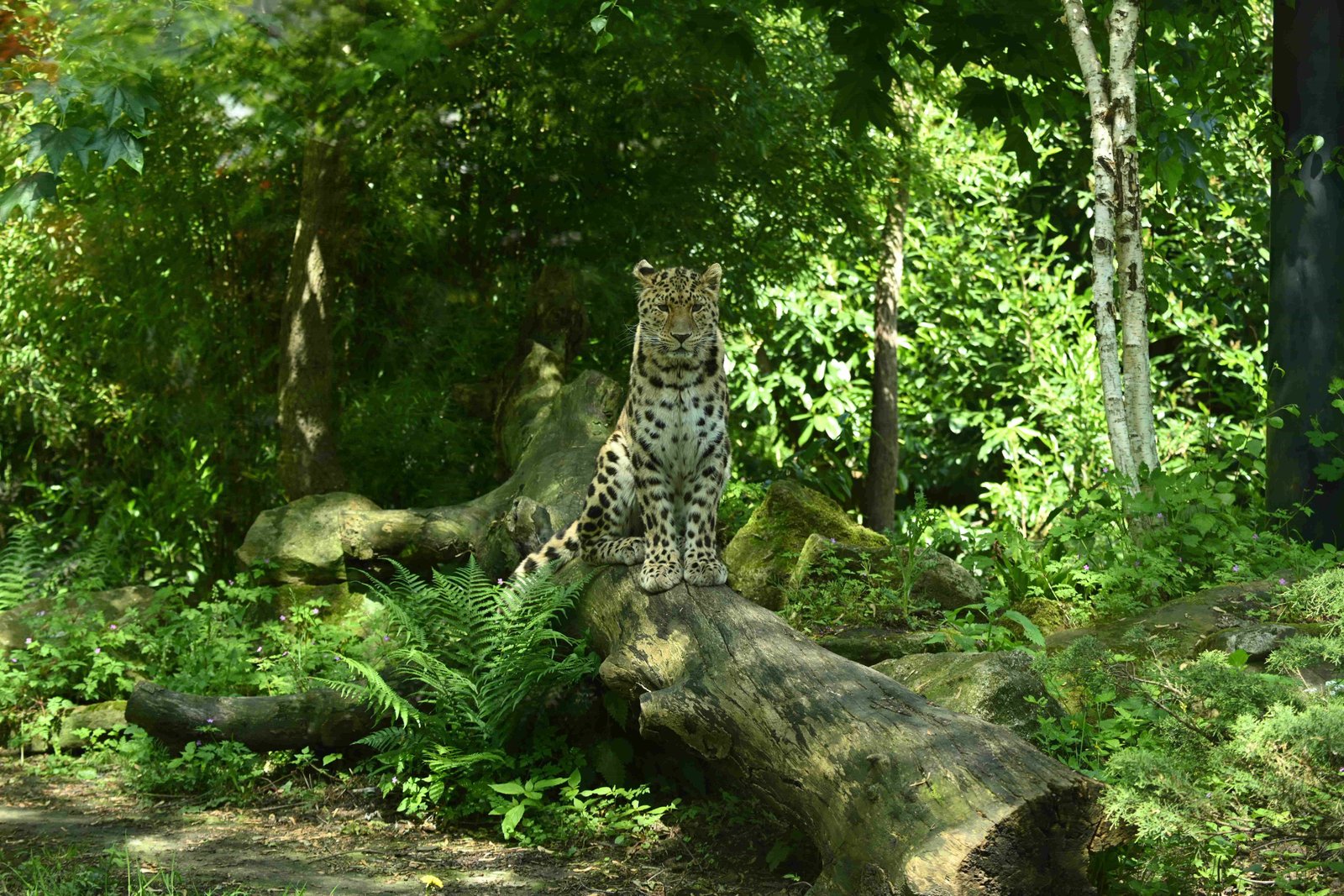 Amur Leopard