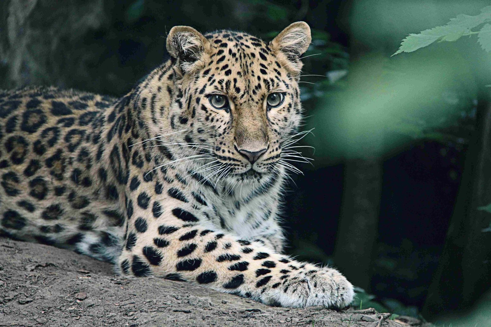 Amur Leopard
