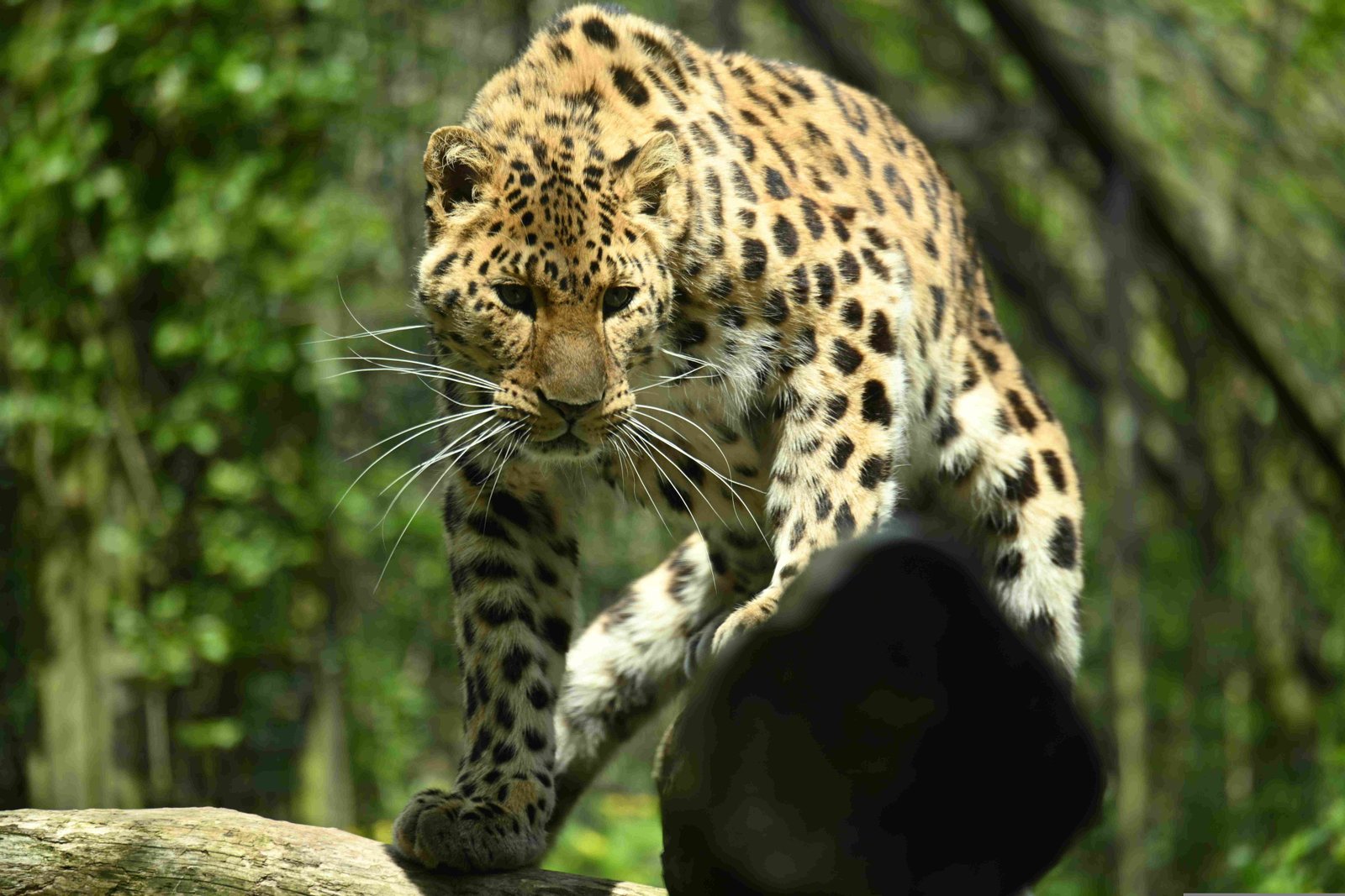 Amur Leopard
