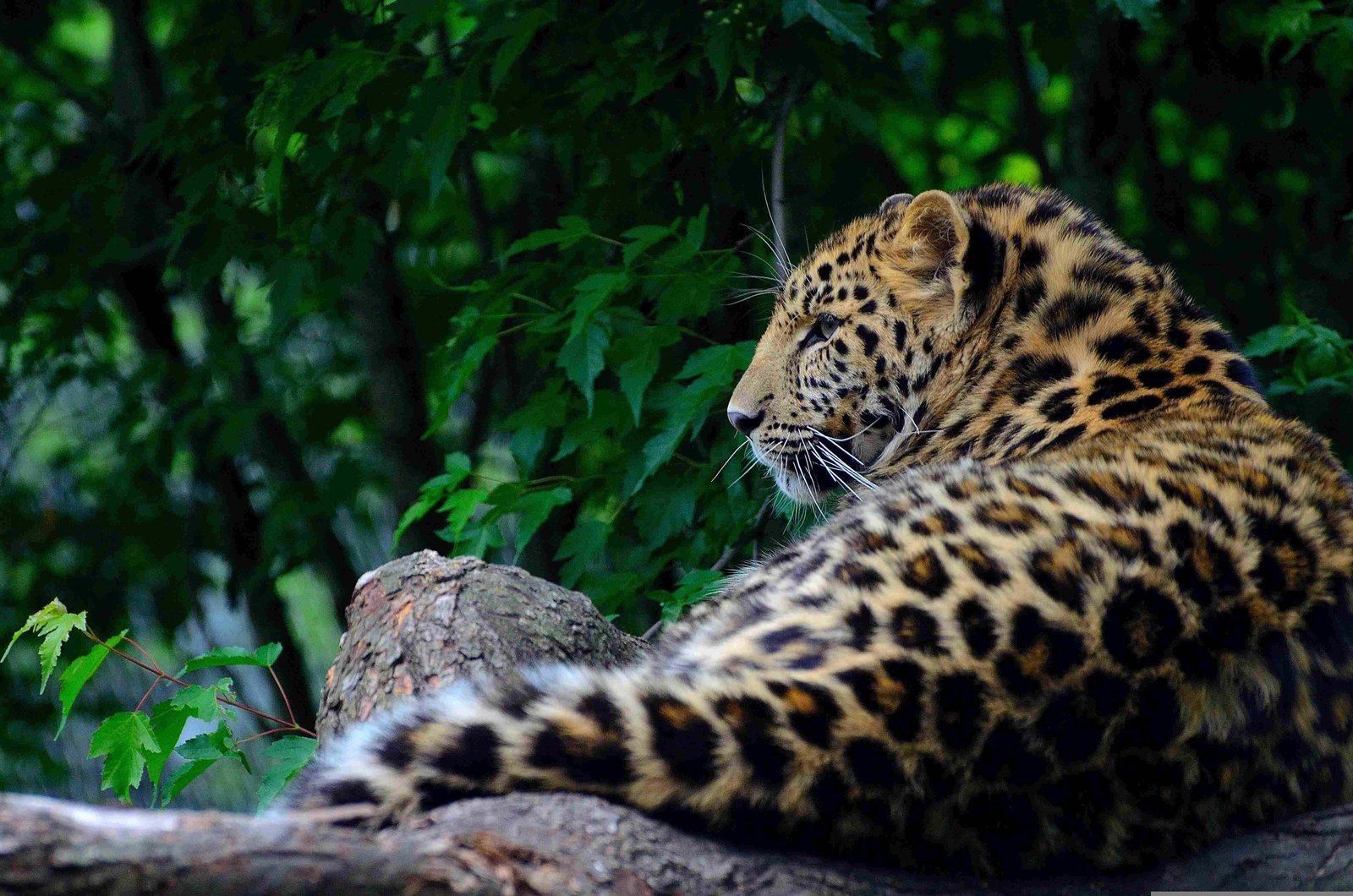 Amur Leopard