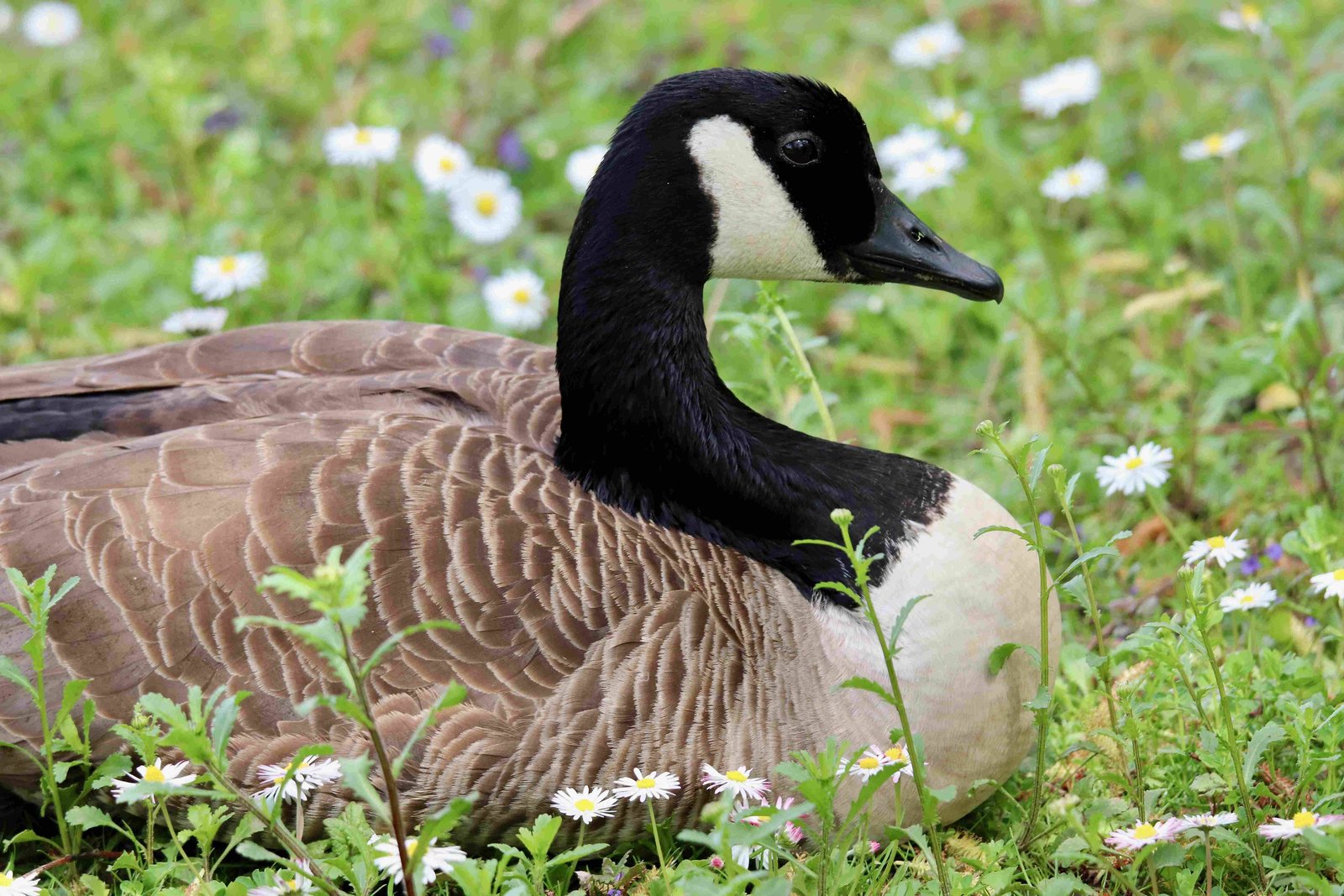 Canada Goose