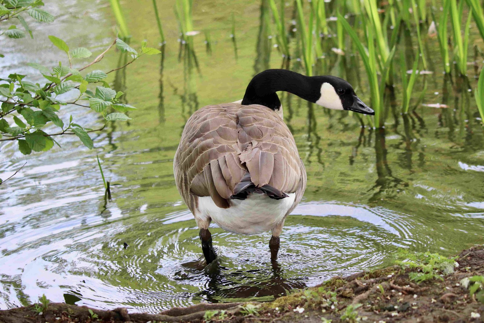 Canada Goose