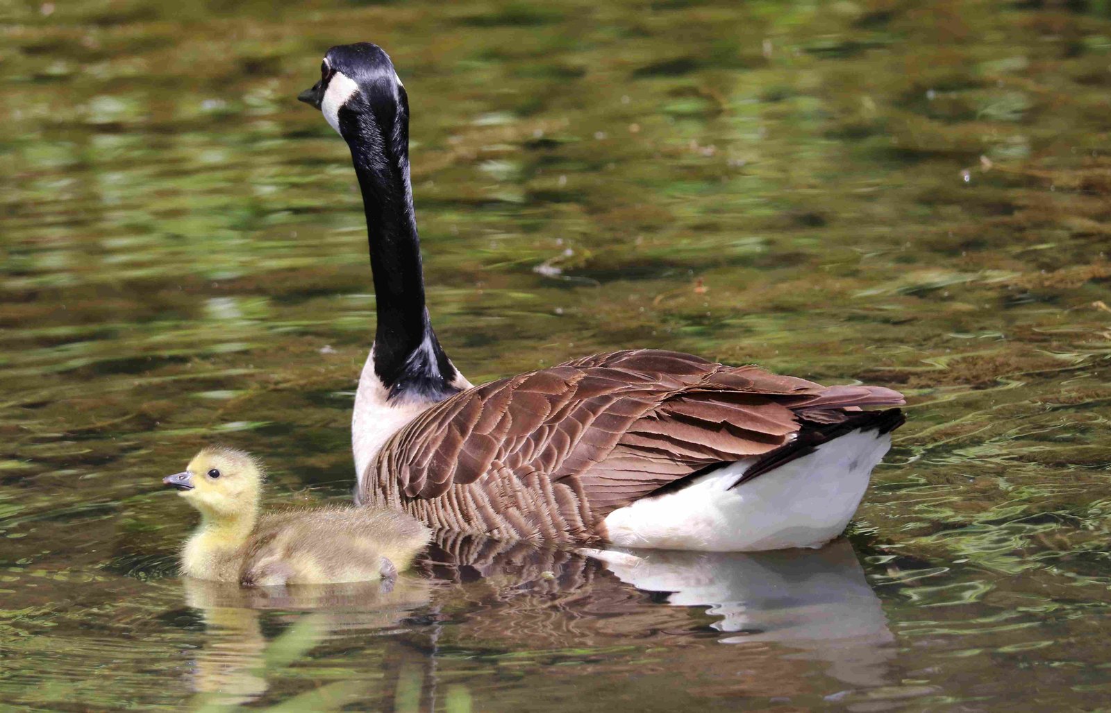 Canada Goose