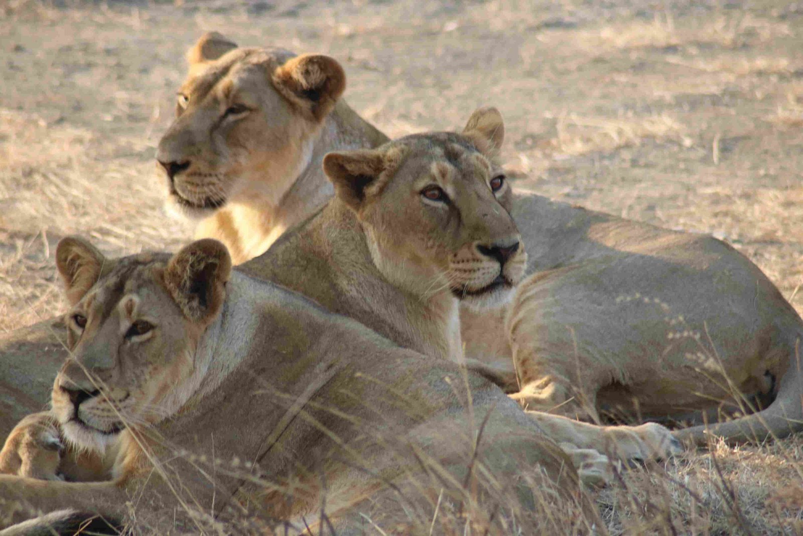 Asiatic Lion