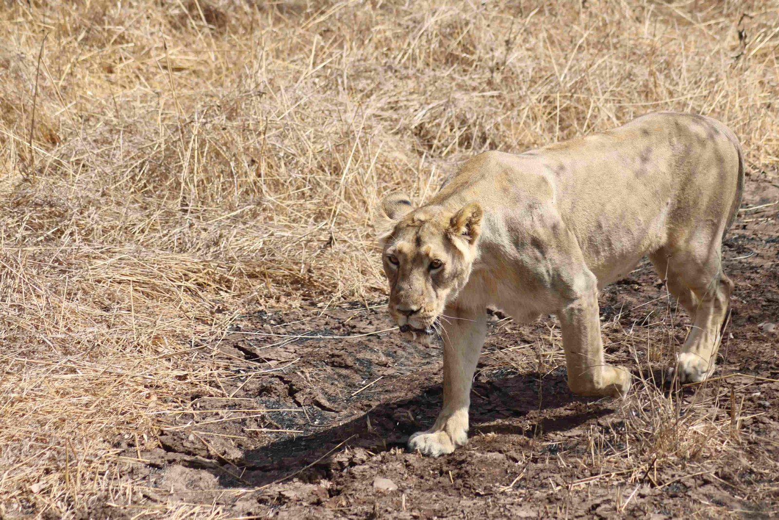Asiatic Lion