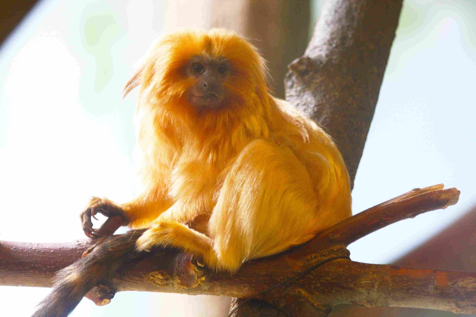Golden Lion Tamarin