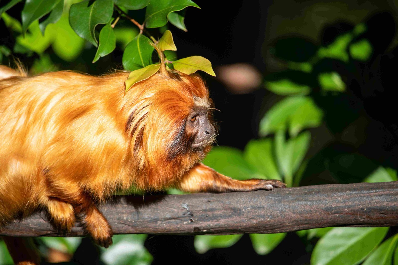 Golden Lion Tamarin