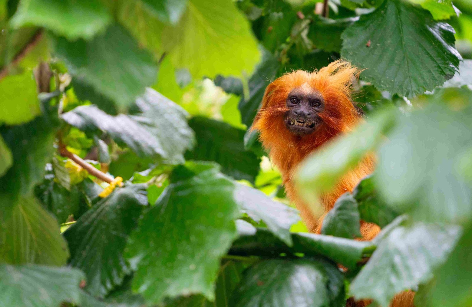 Golden Lion Tamarin