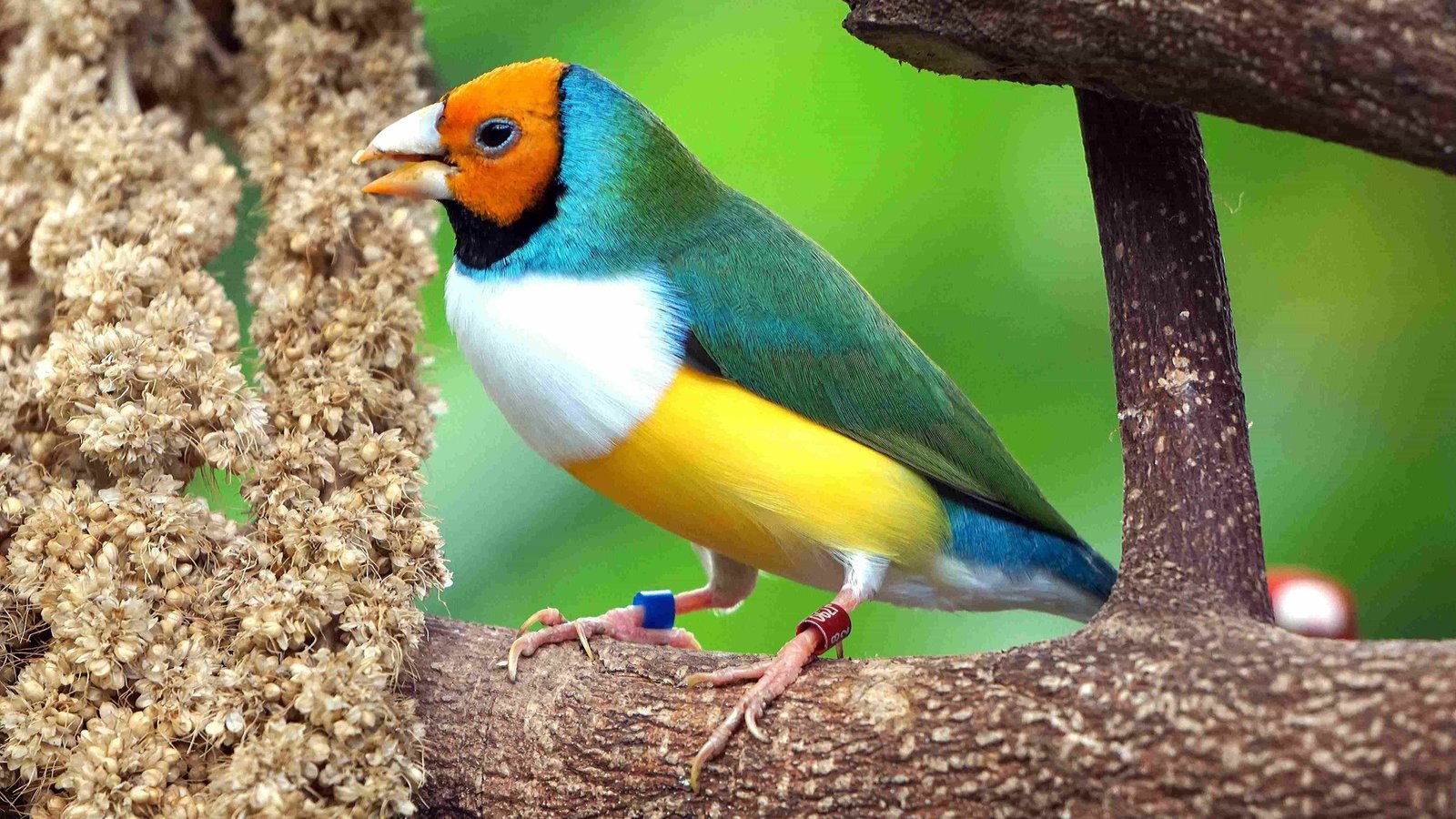 Gouldian Finch, Rainbow Finch