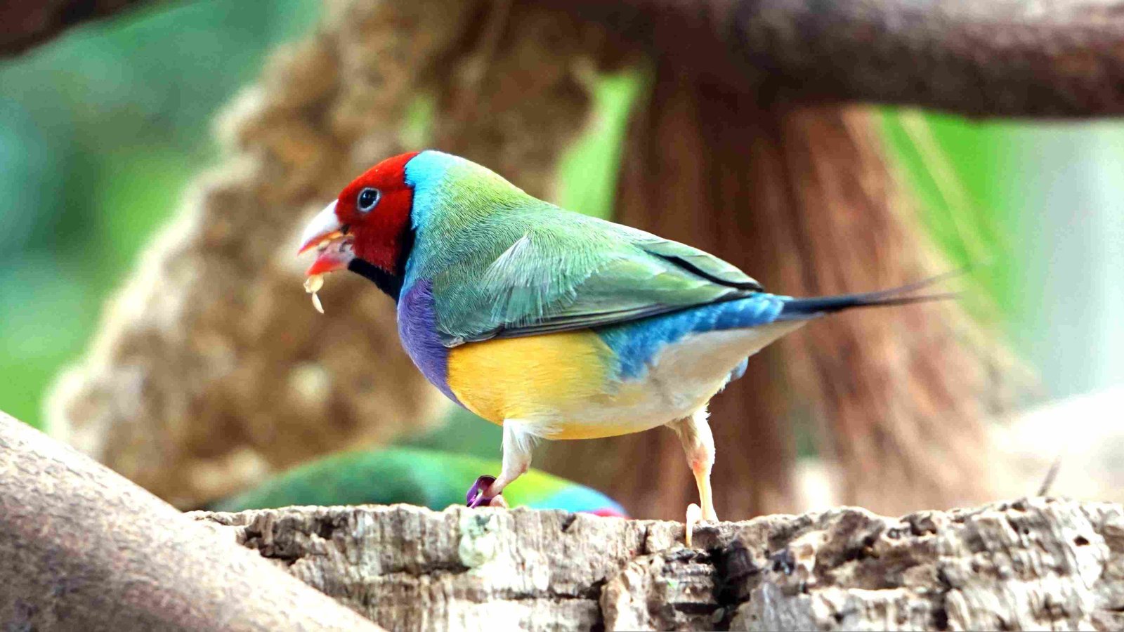 Gouldian Finch, Rainbow Finch