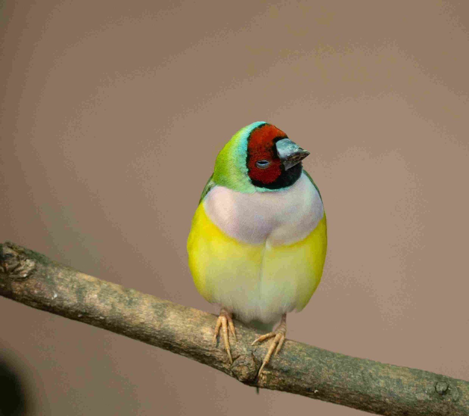 Gouldian Finch, Rainbow Finch