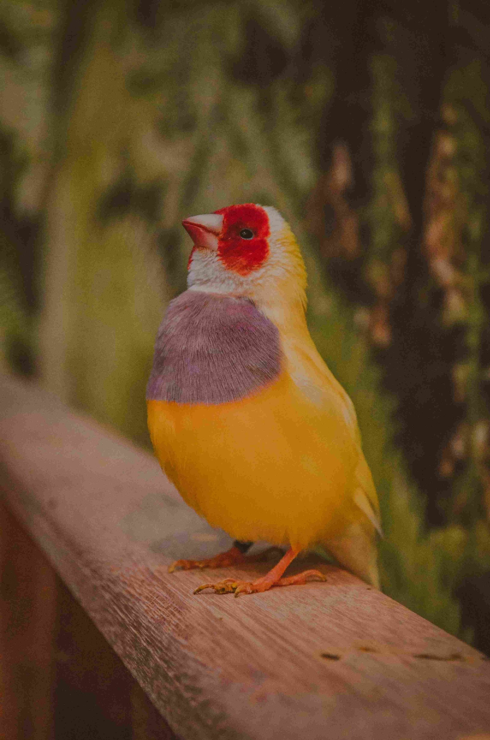 Gouldian Finch, Rainbow Finch