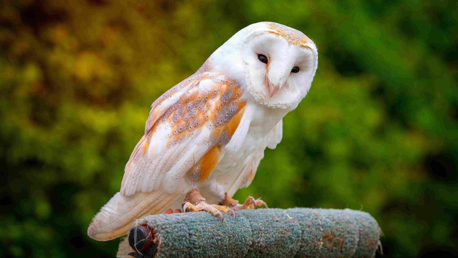 Barn Owl