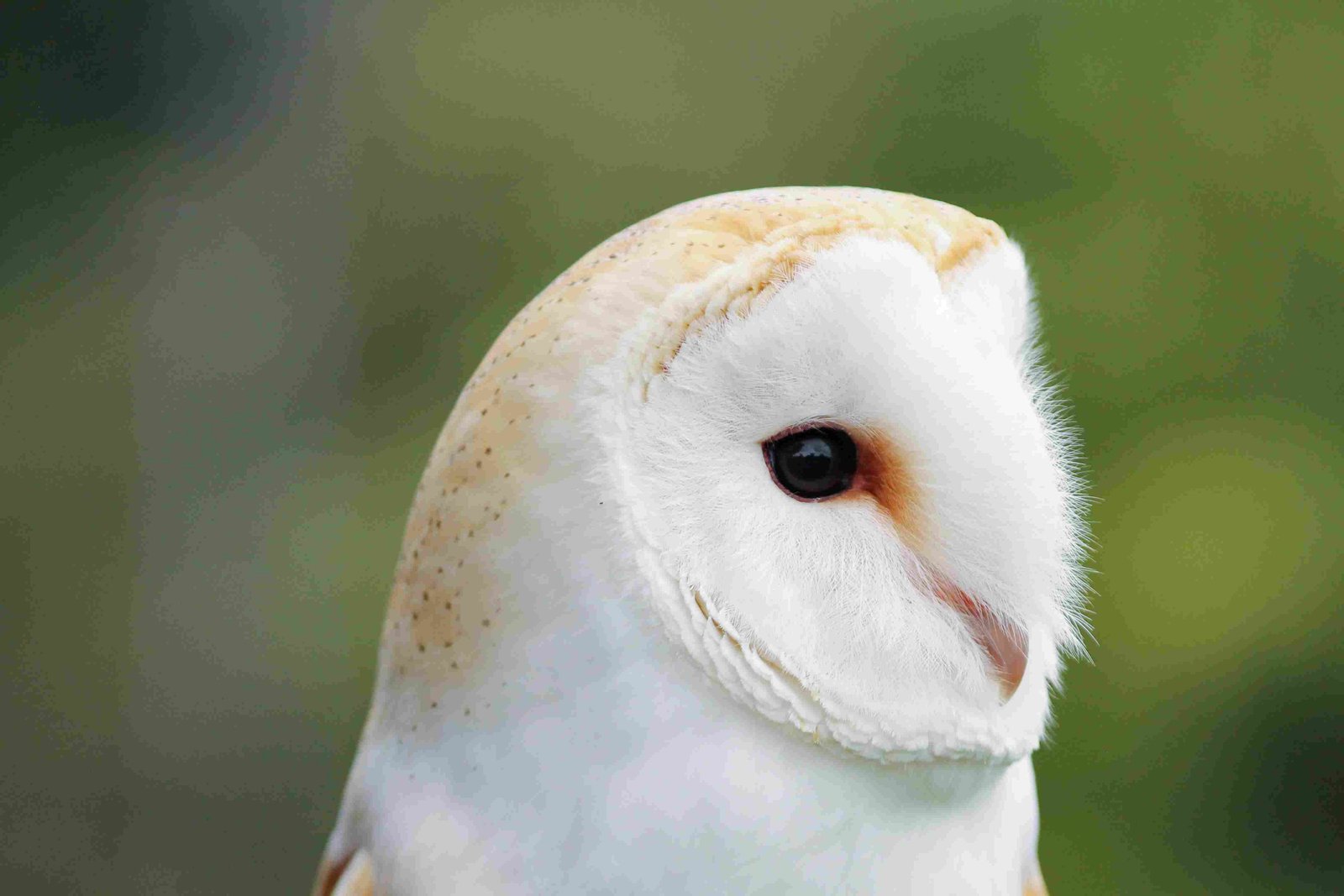 Barn Owl