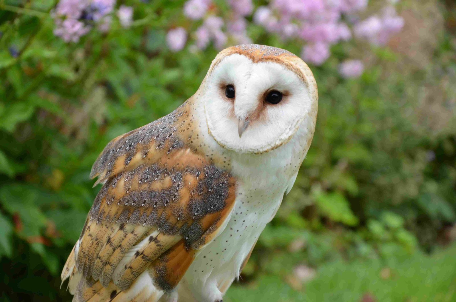 Barn Owl