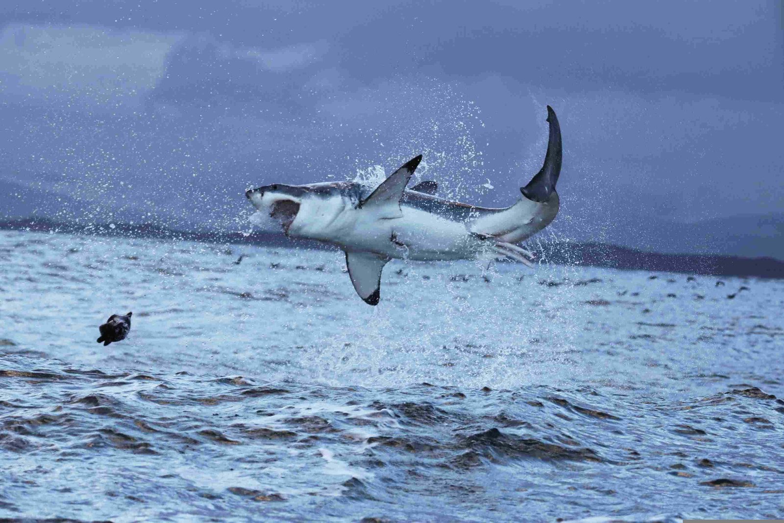 Great White Shark