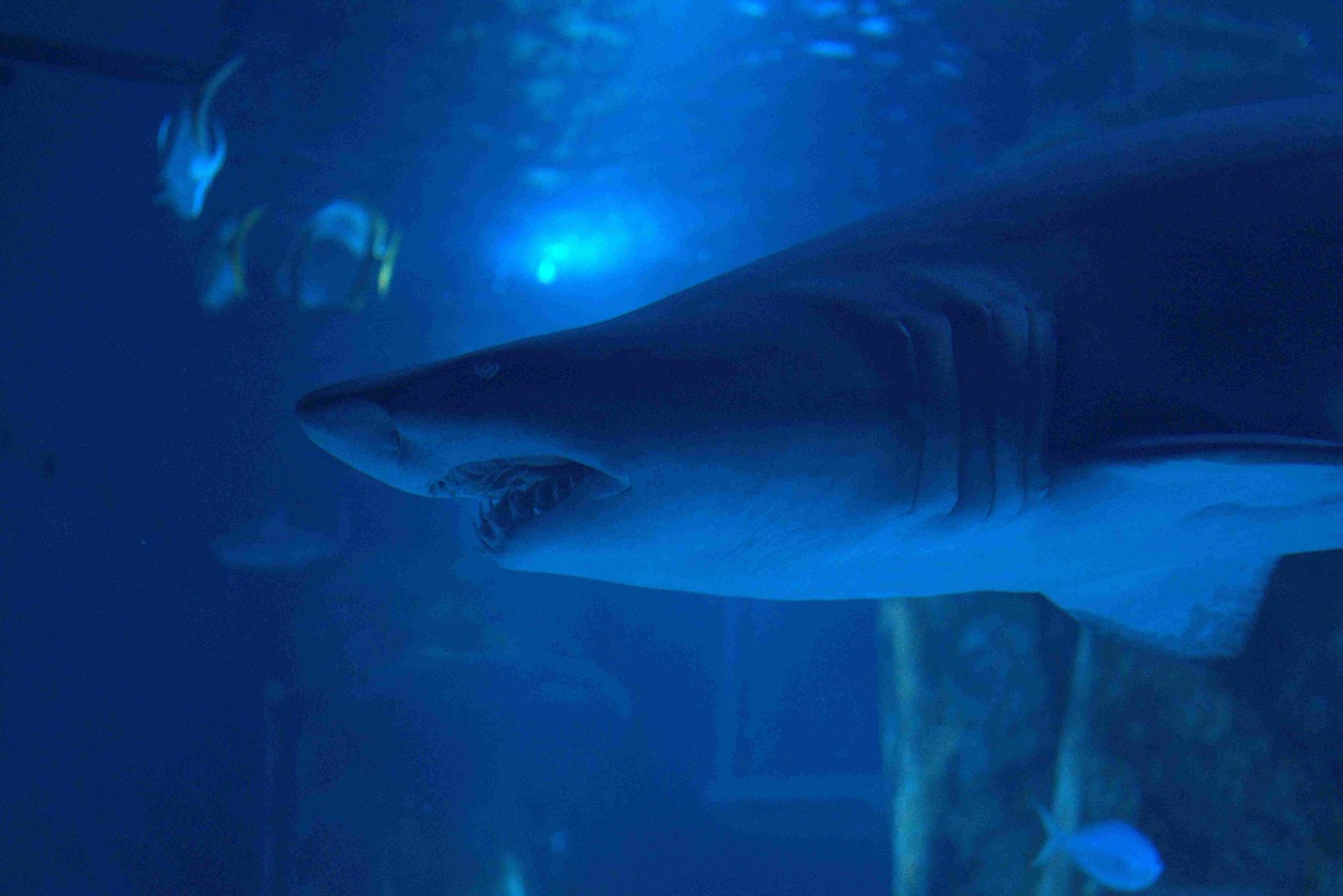 Great White Shark