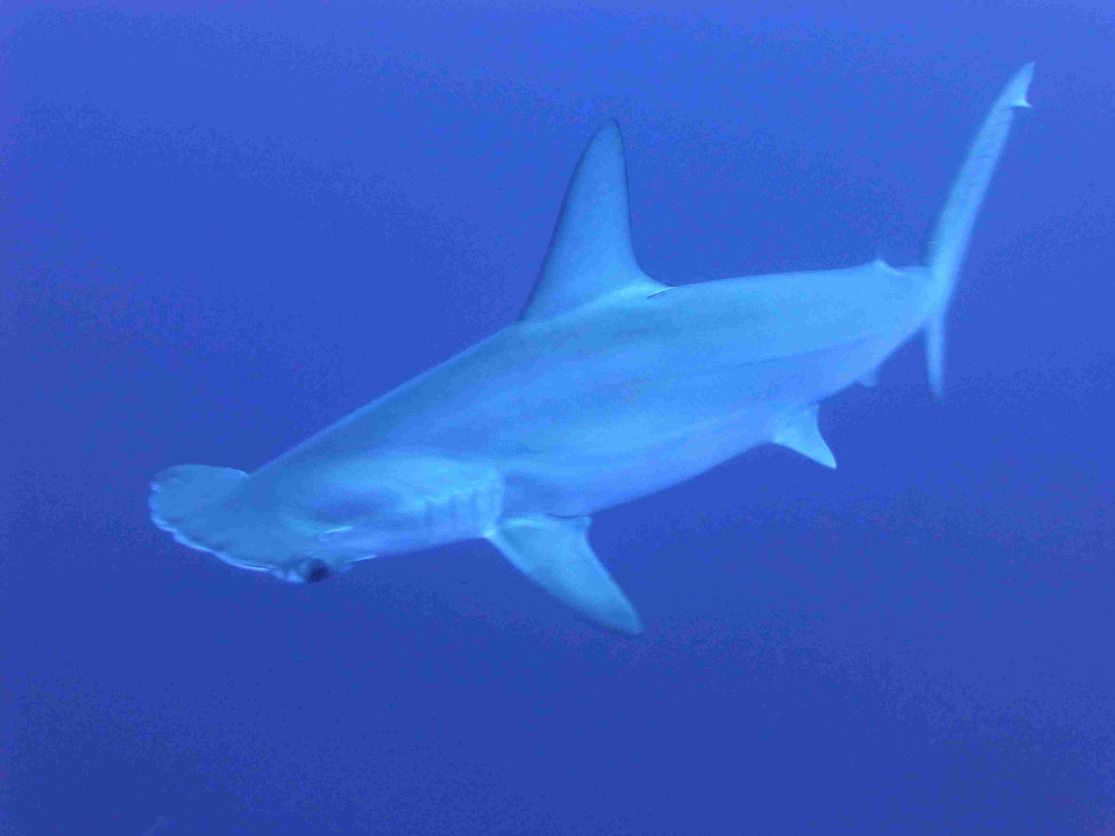 Hammerhead Shark