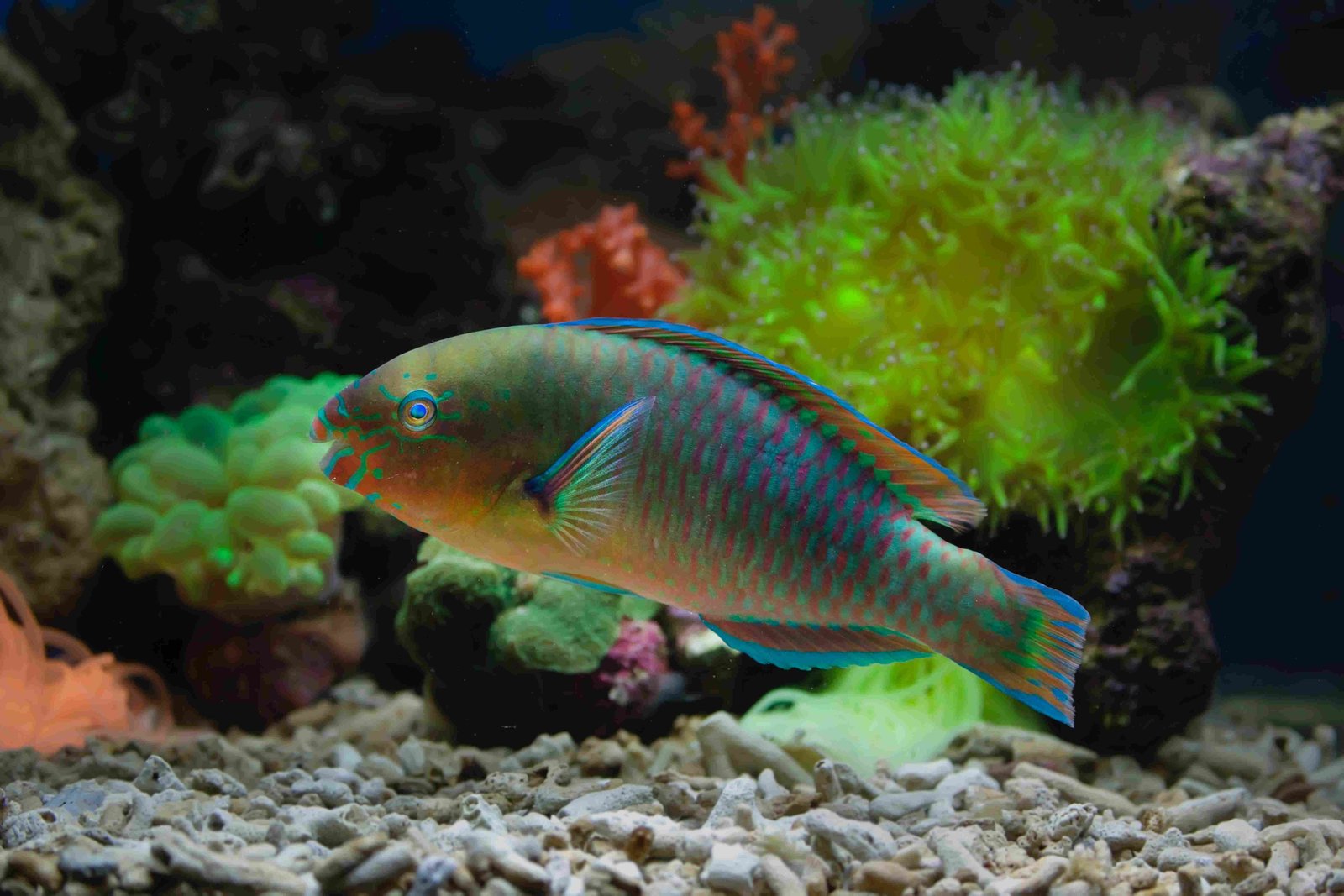 Parrotfish