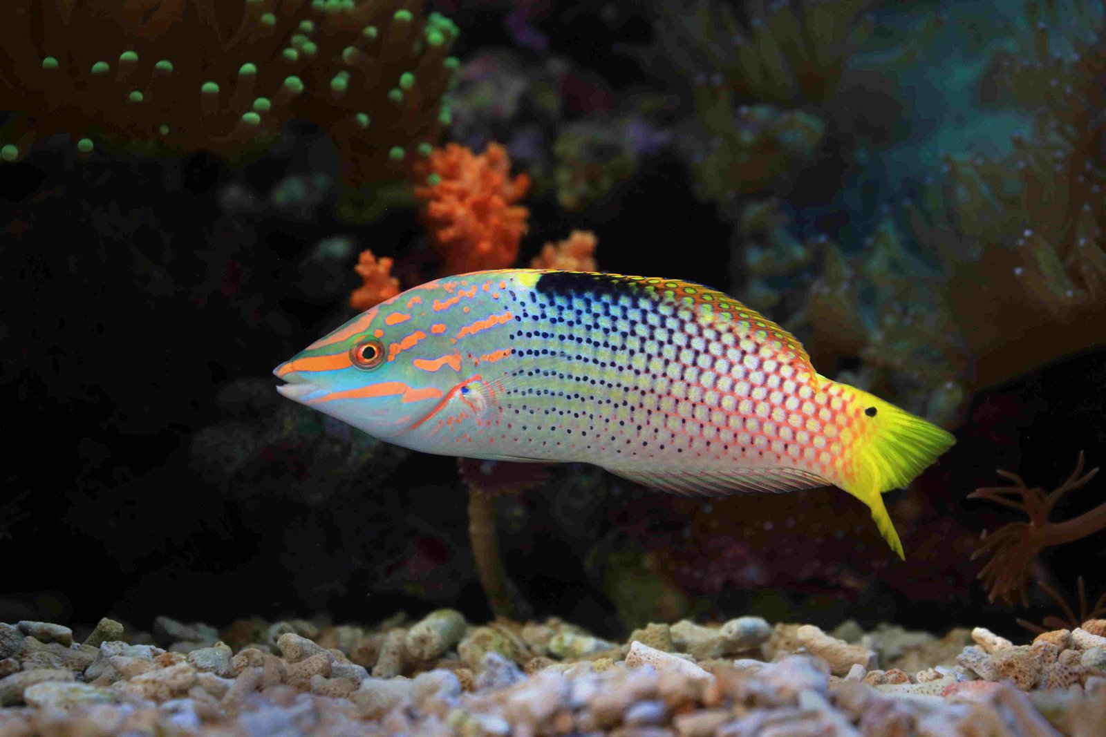 Parrotfish