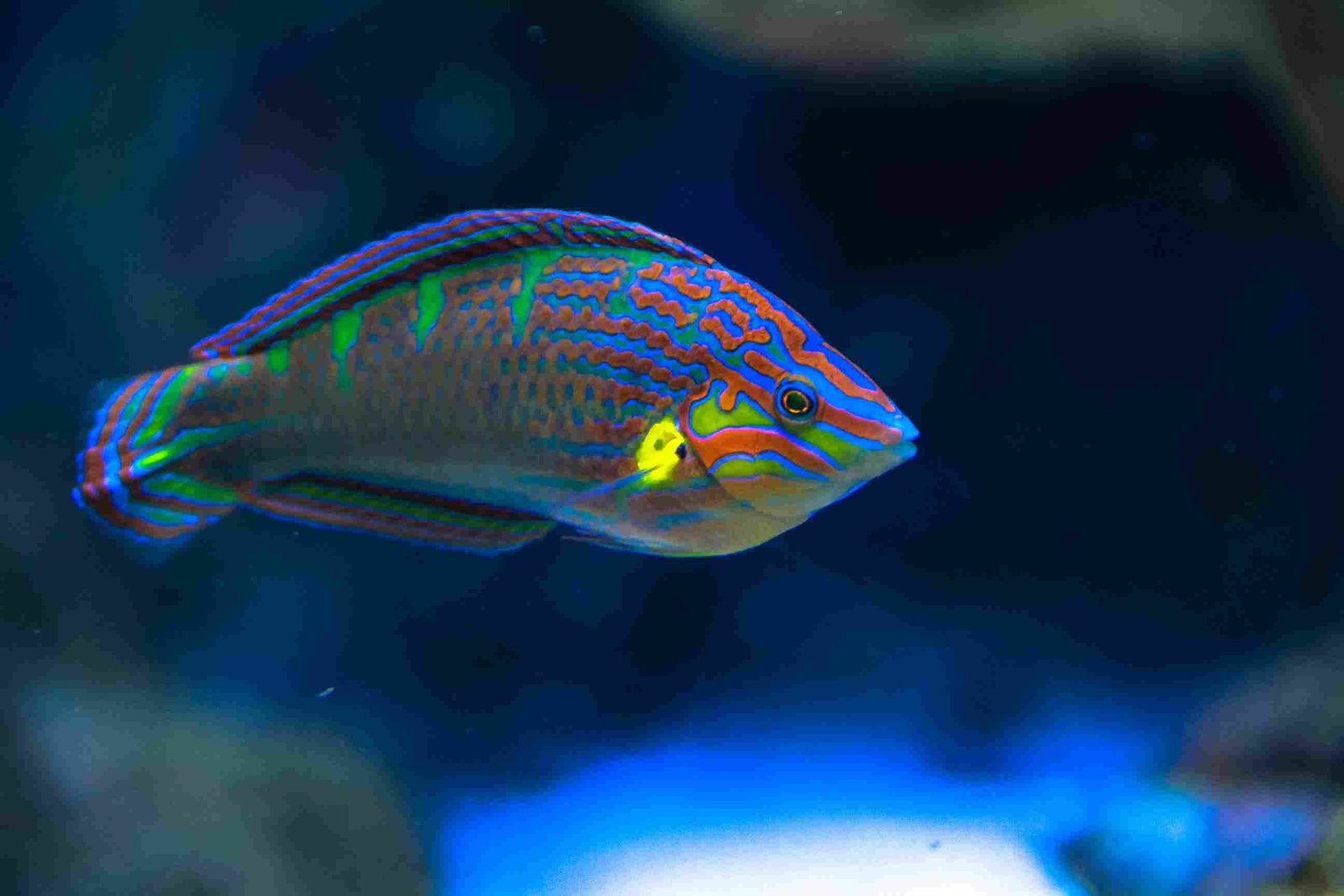 Parrotfish