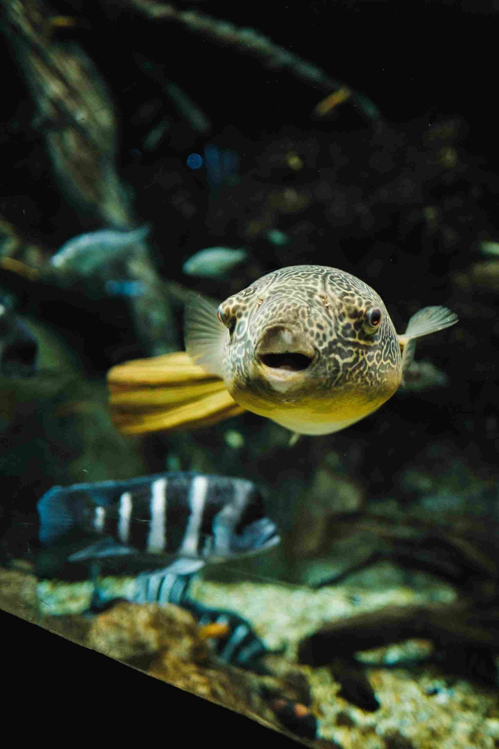 Pufferfish