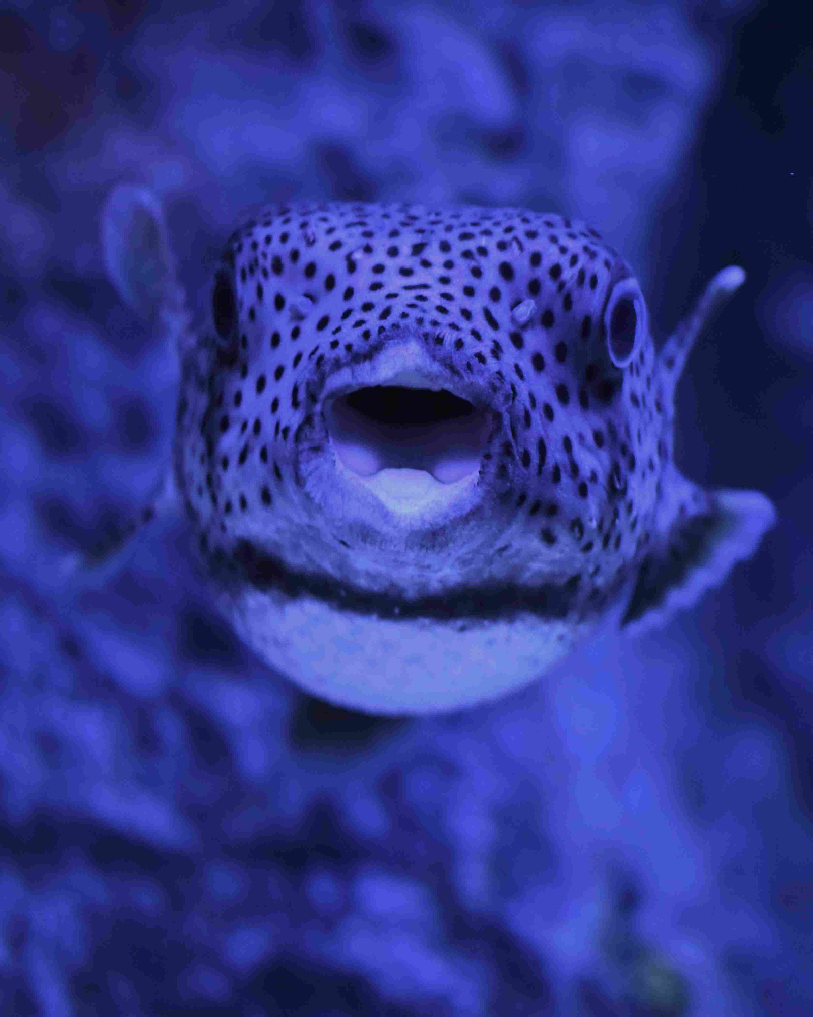 Pufferfish