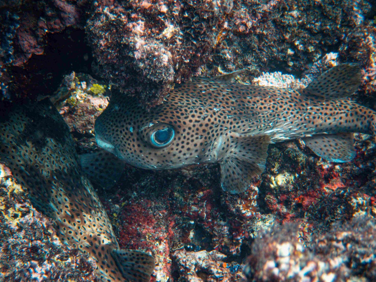 Pufferfish