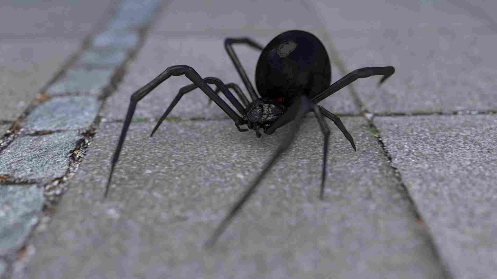 Black Widow Spiders