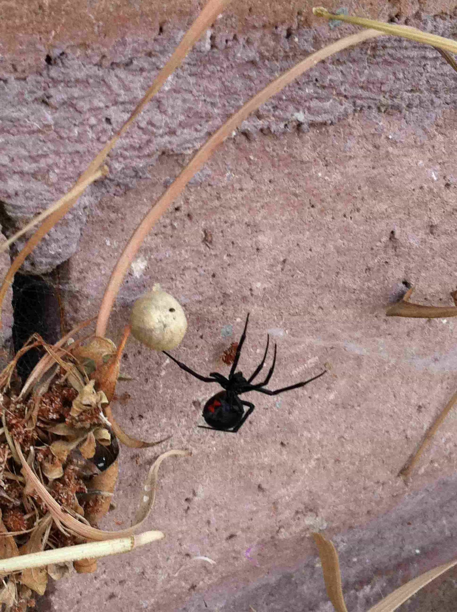 Black Widow Spiders