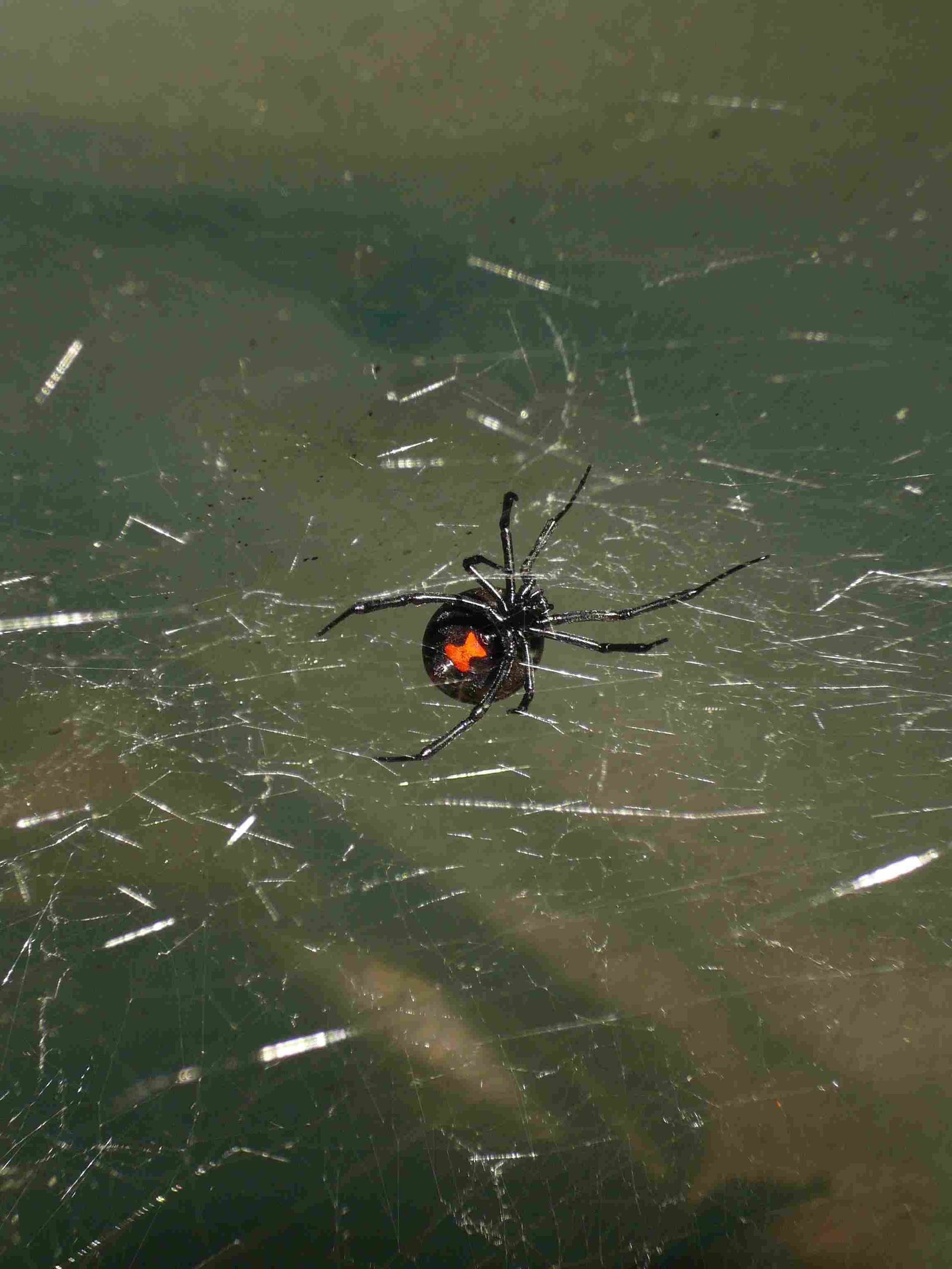 Black Widow Spiders