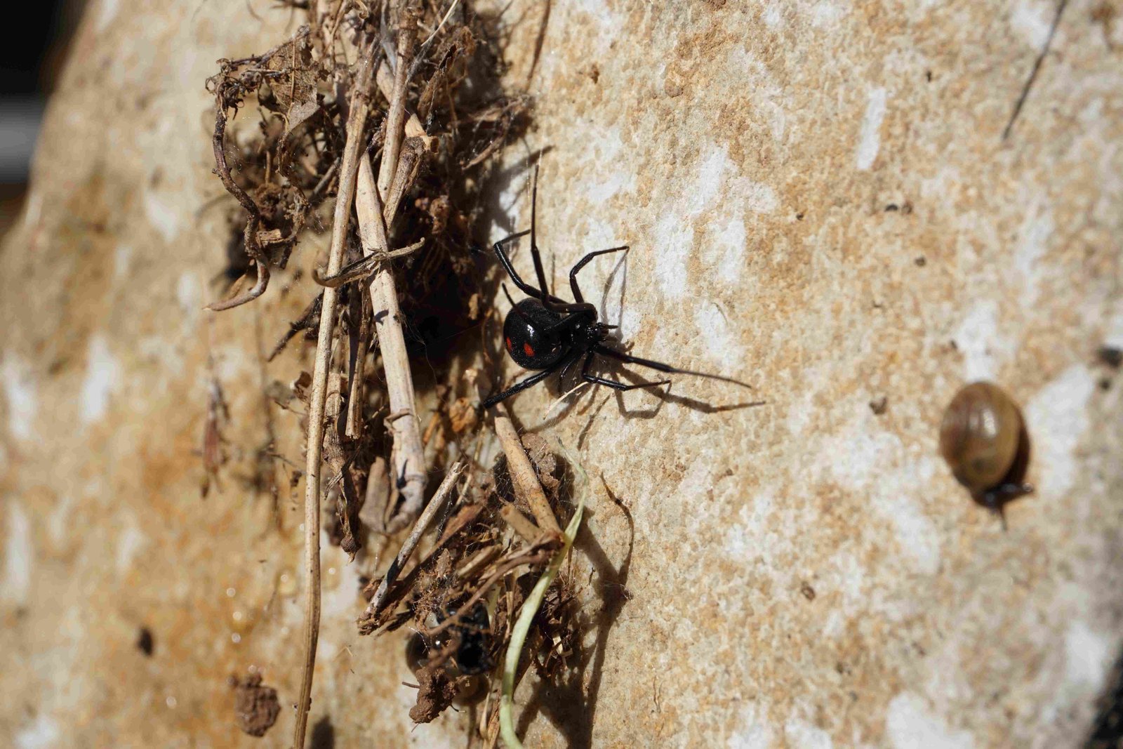 Black Widow Spiders