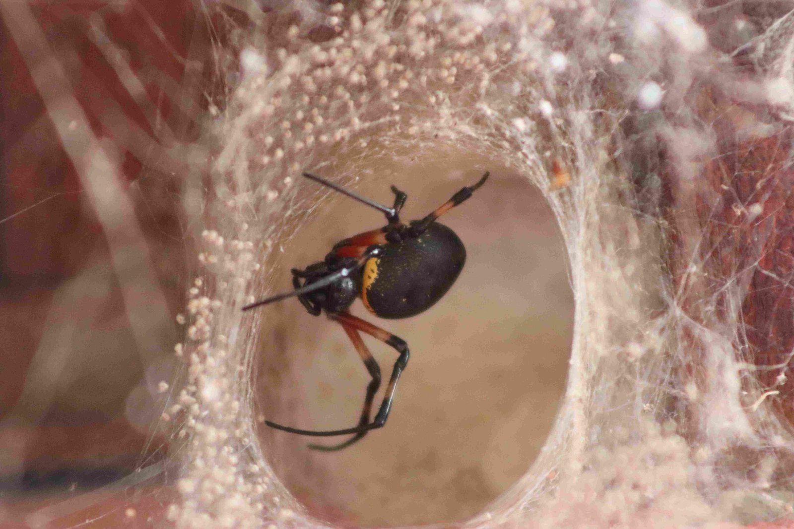 Black Widow Spiders