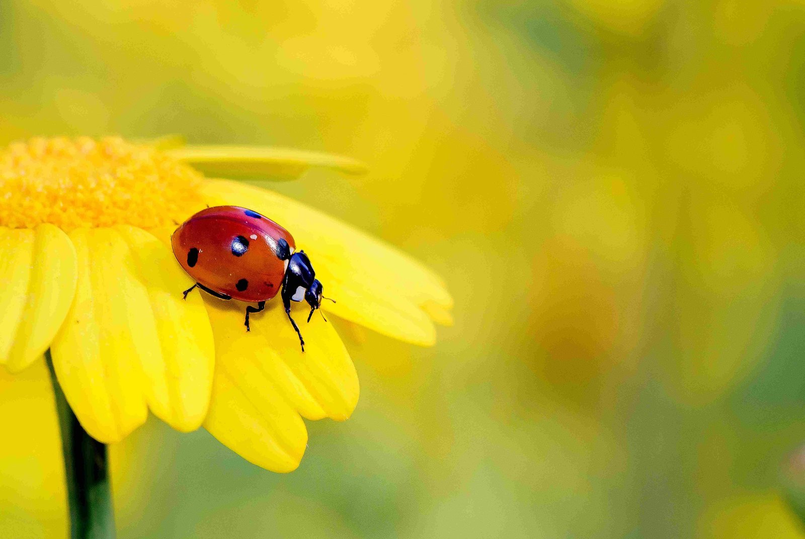 Ladybugs