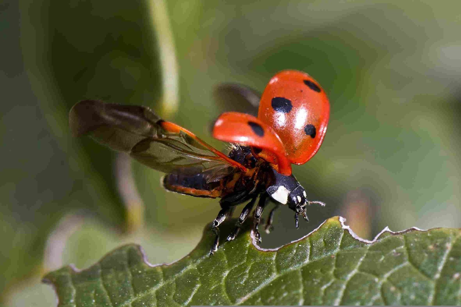 Ladybugs