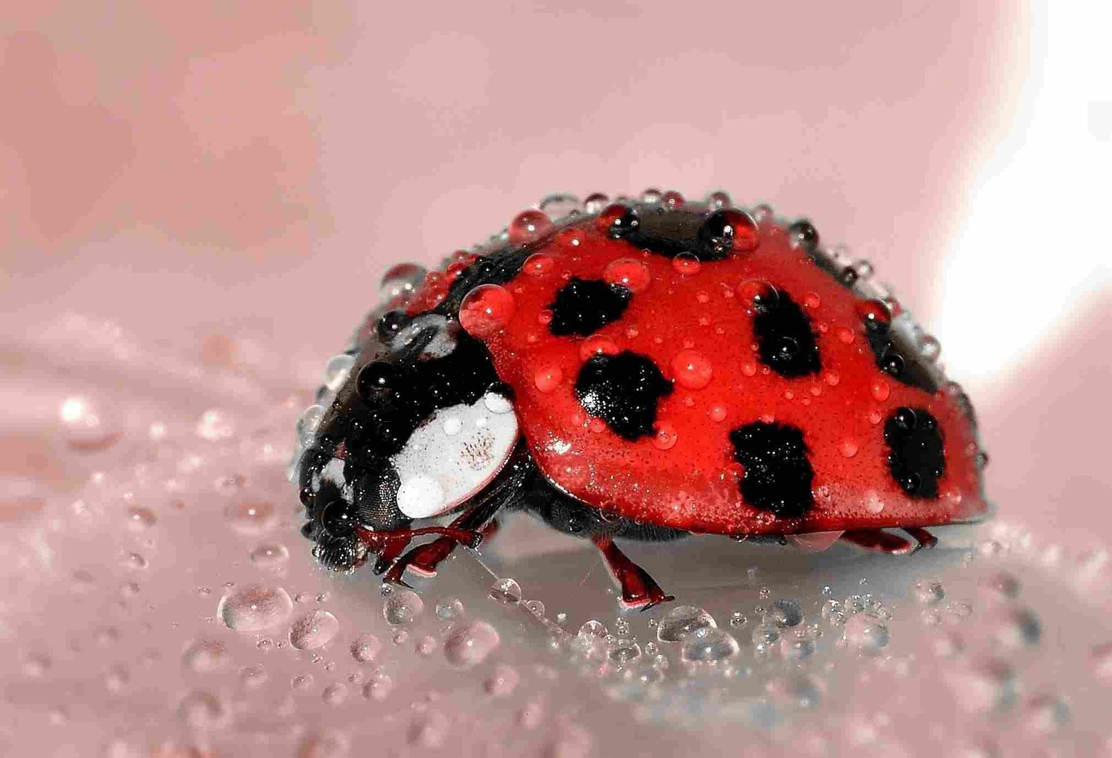 Ladybugs