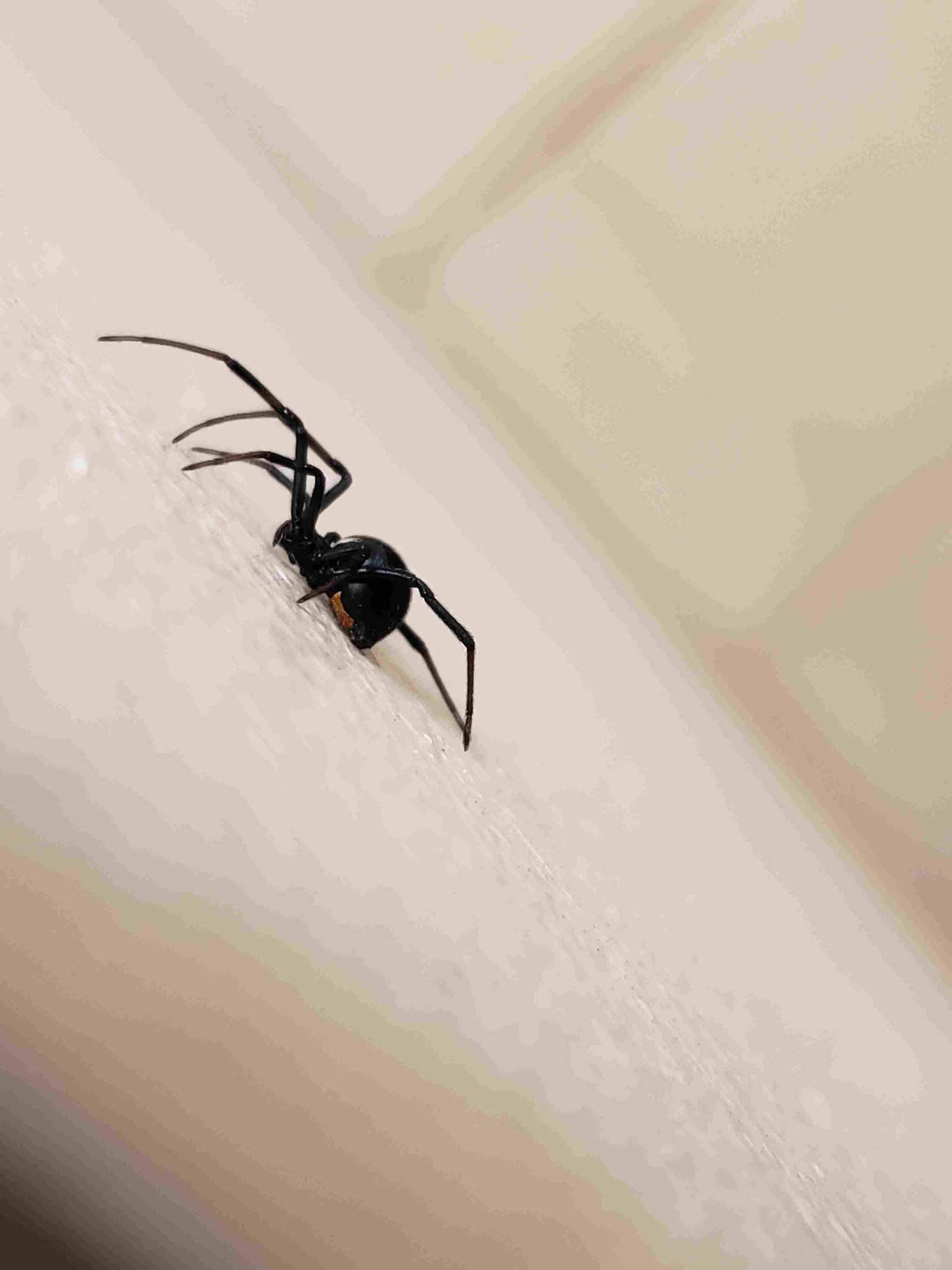Black Widow Spiders