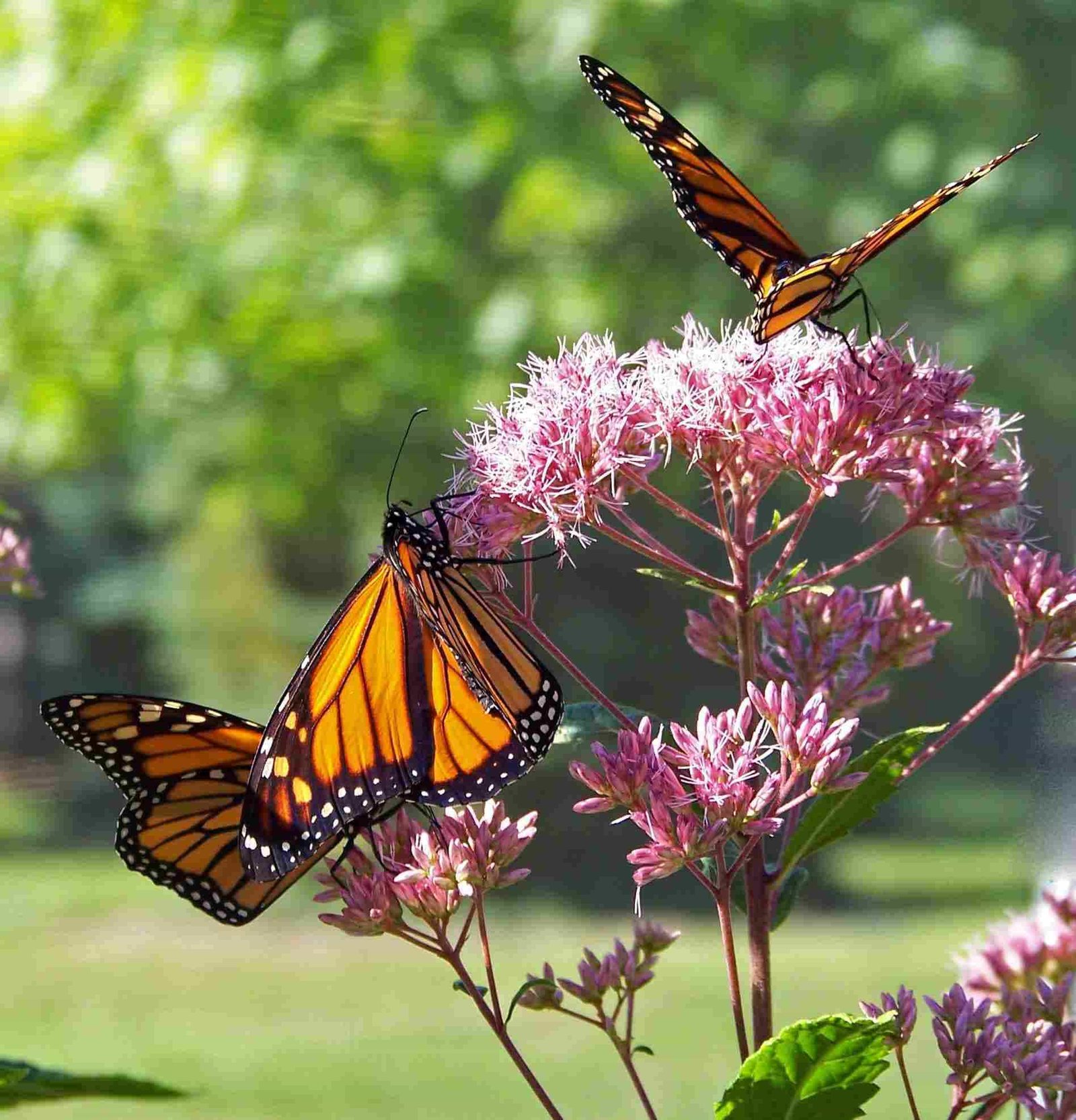 Monarch Butterflies