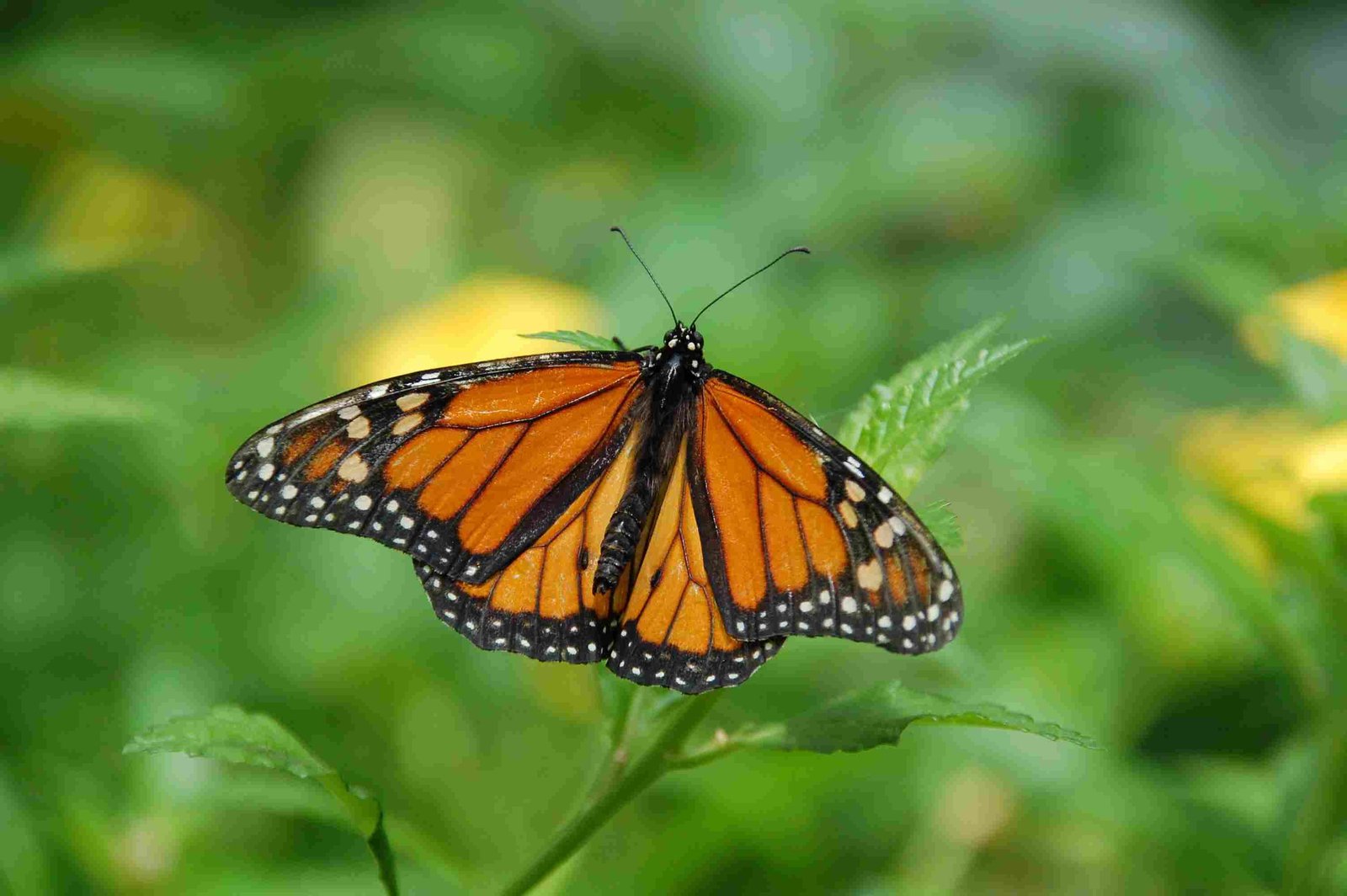 Monarch Butterflies