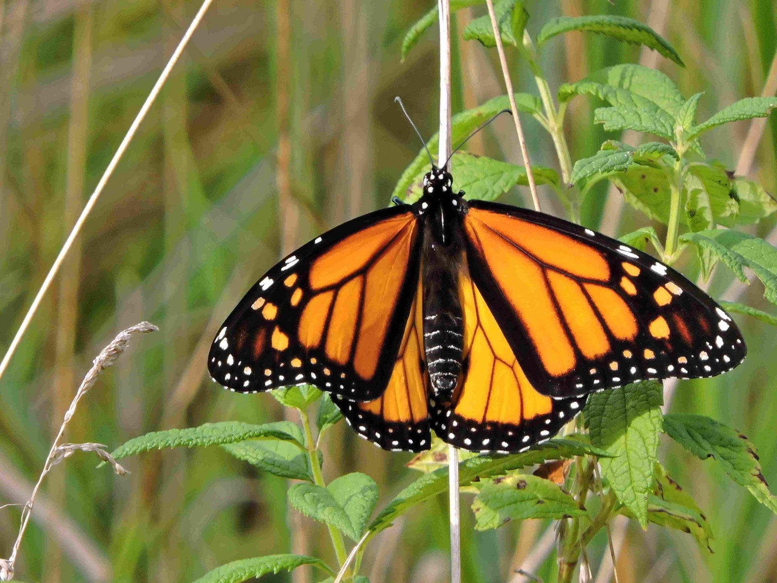 Monarch Butterflies