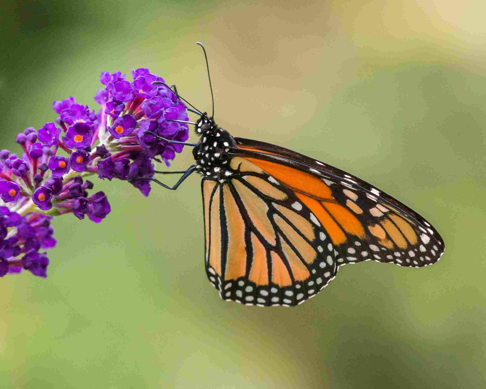 Monarch Butterflies