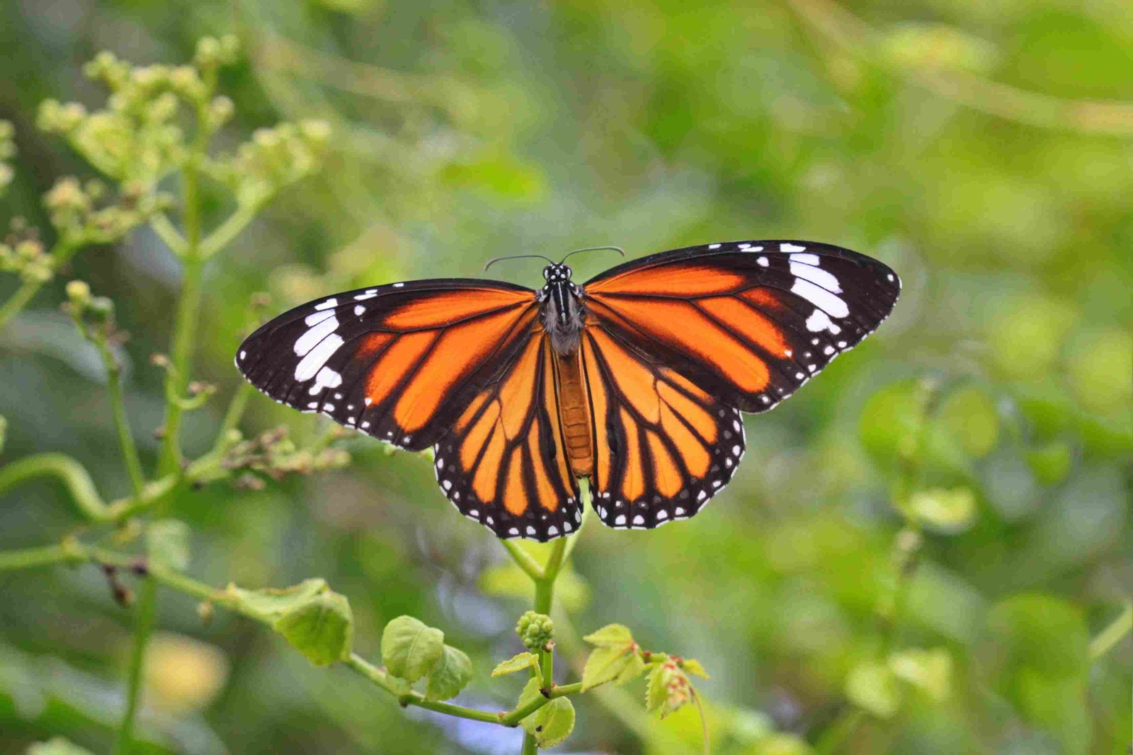 Monarch Butterflies
