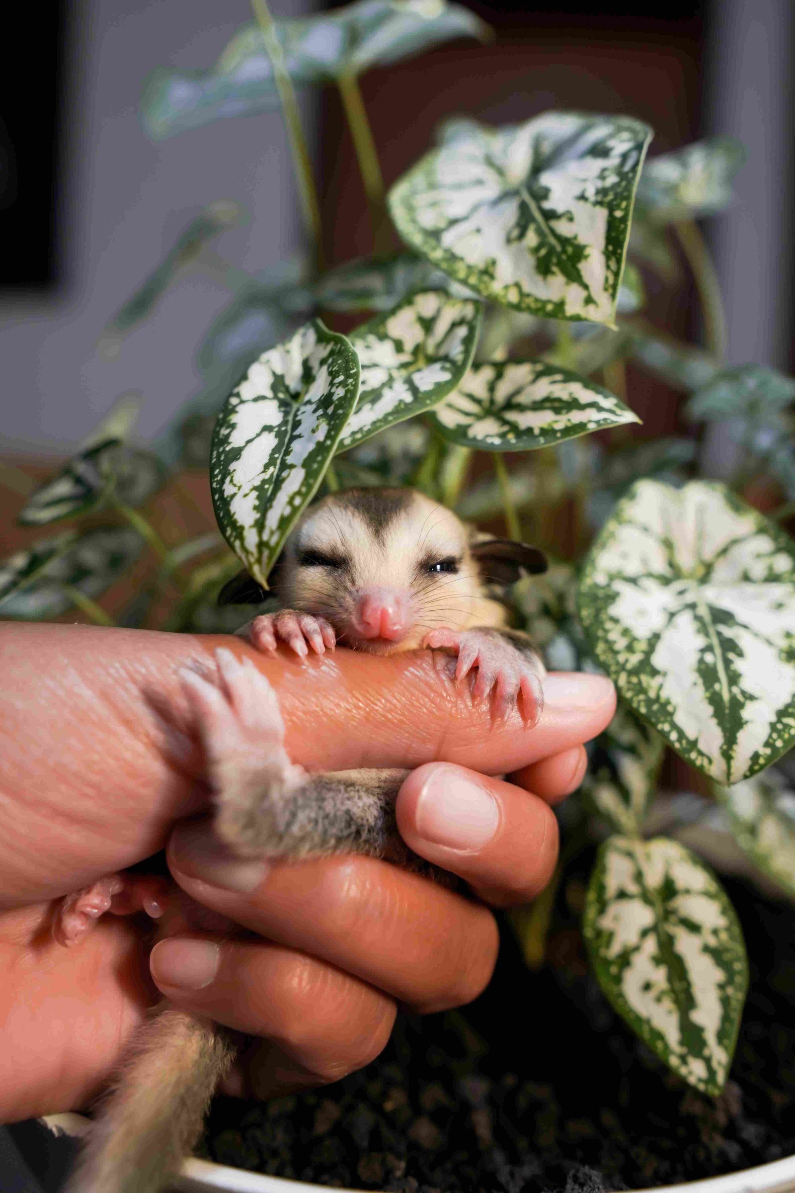 Sugar Glider