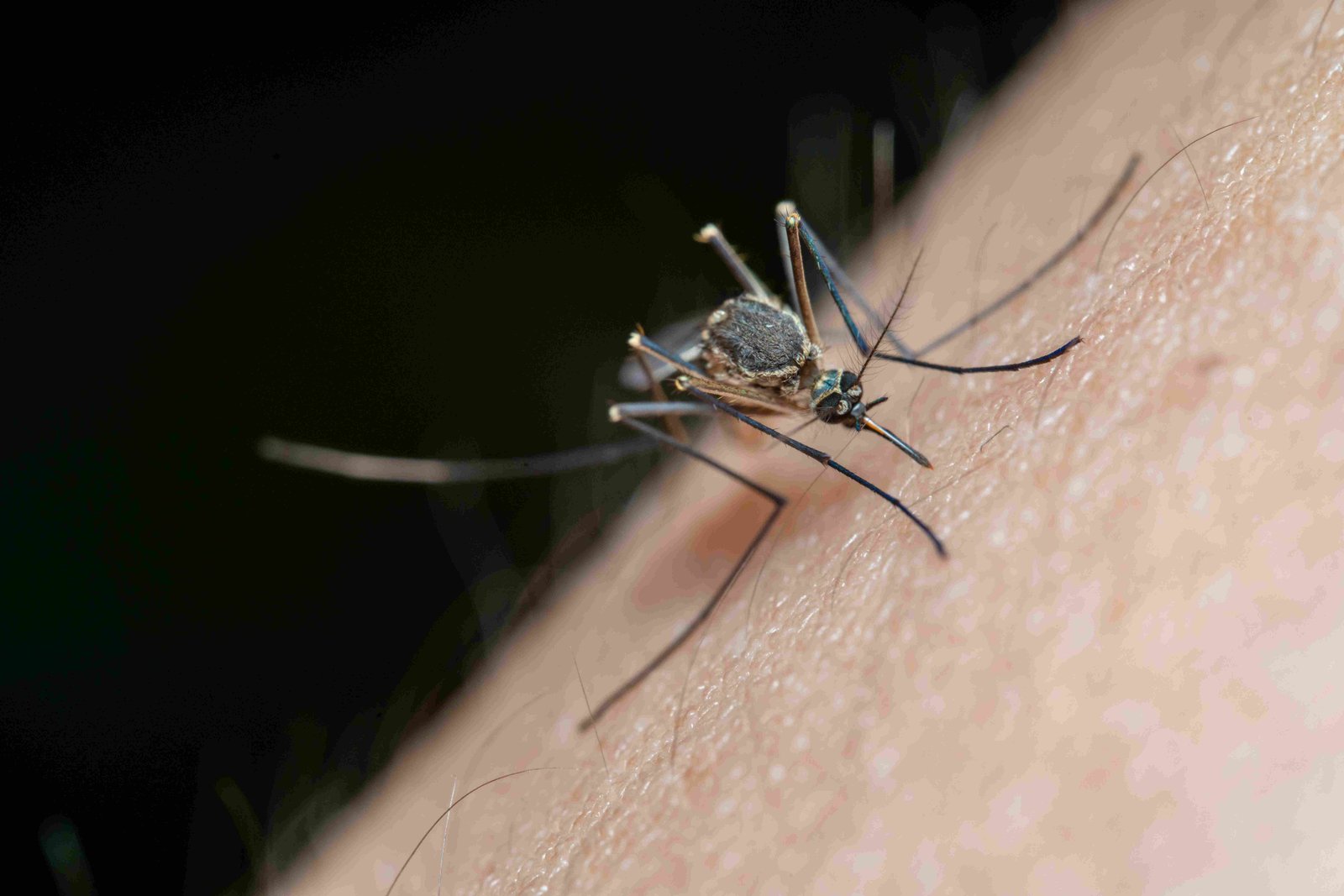 Mosquitoes