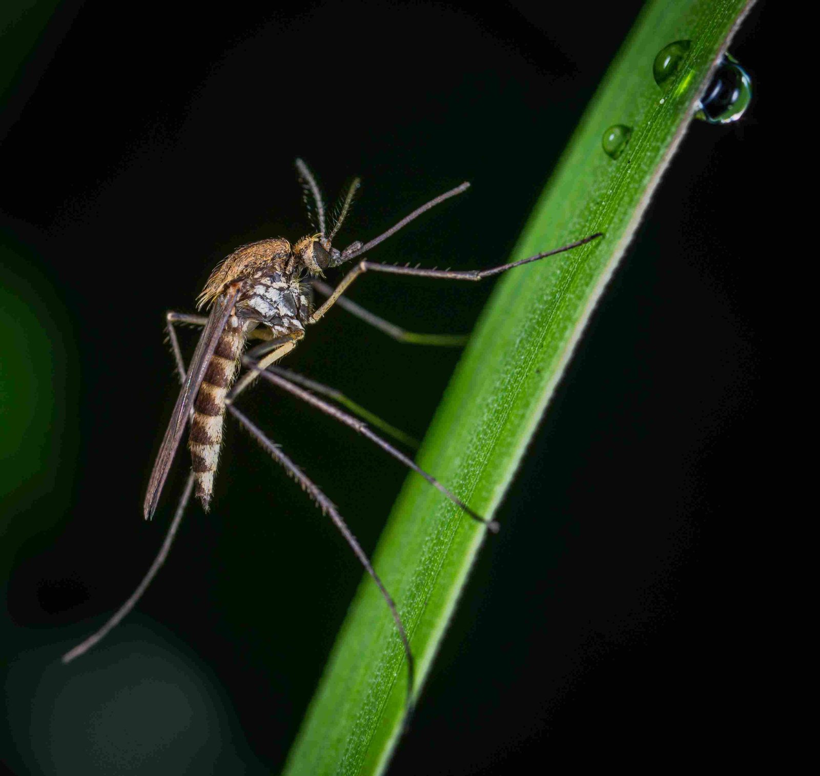 Mosquitoes