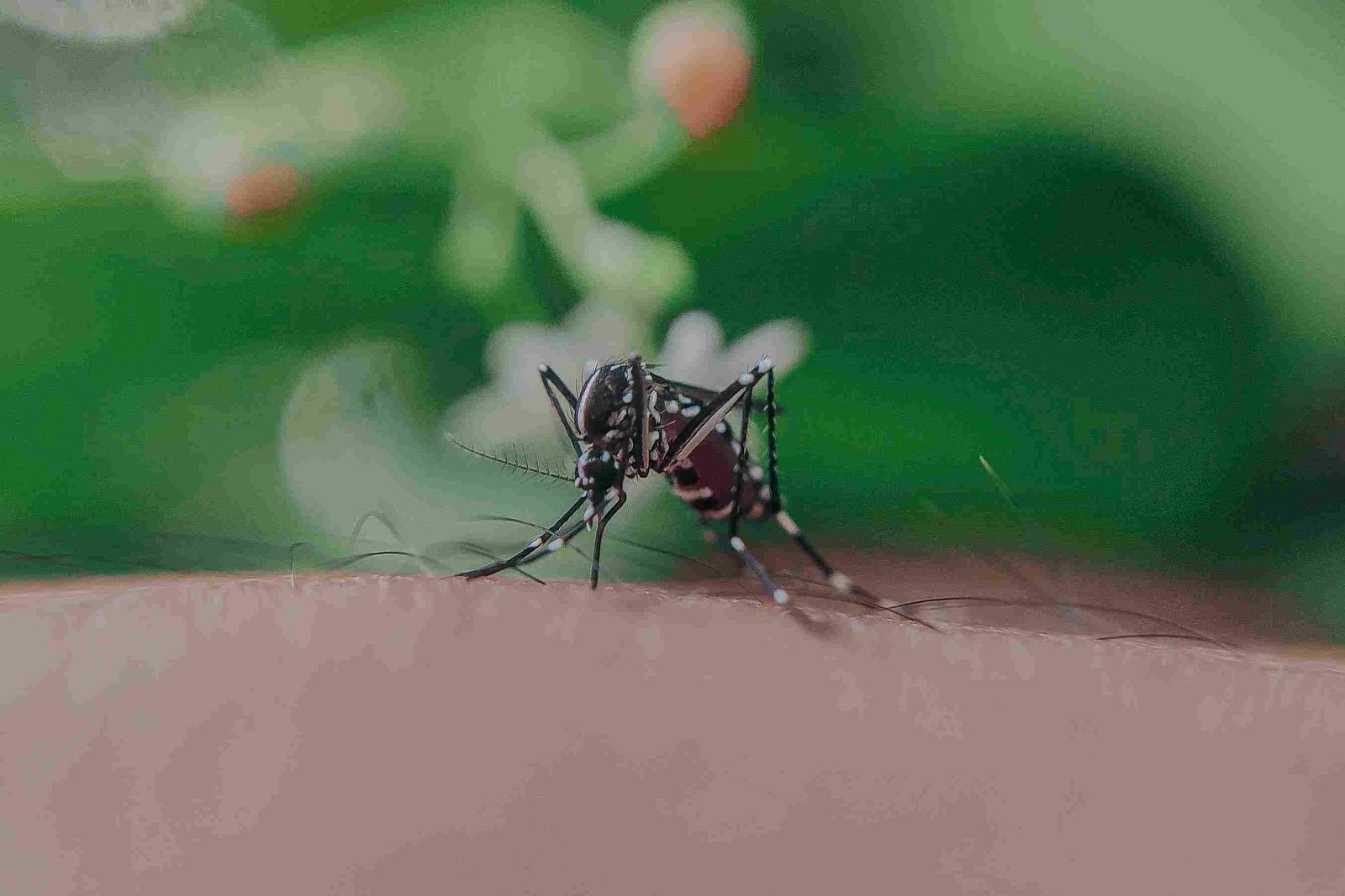 Mosquitoes