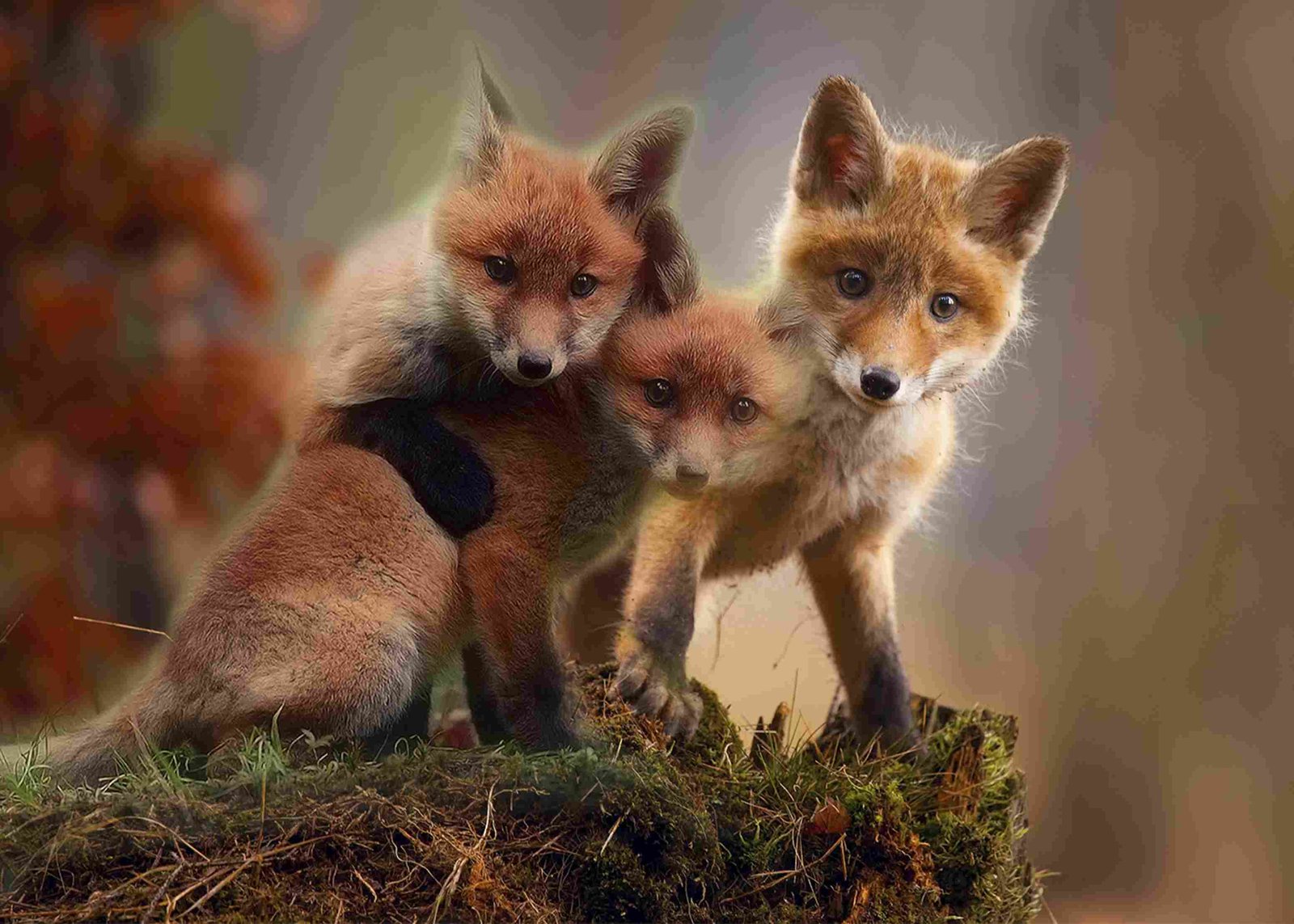 Red Fox