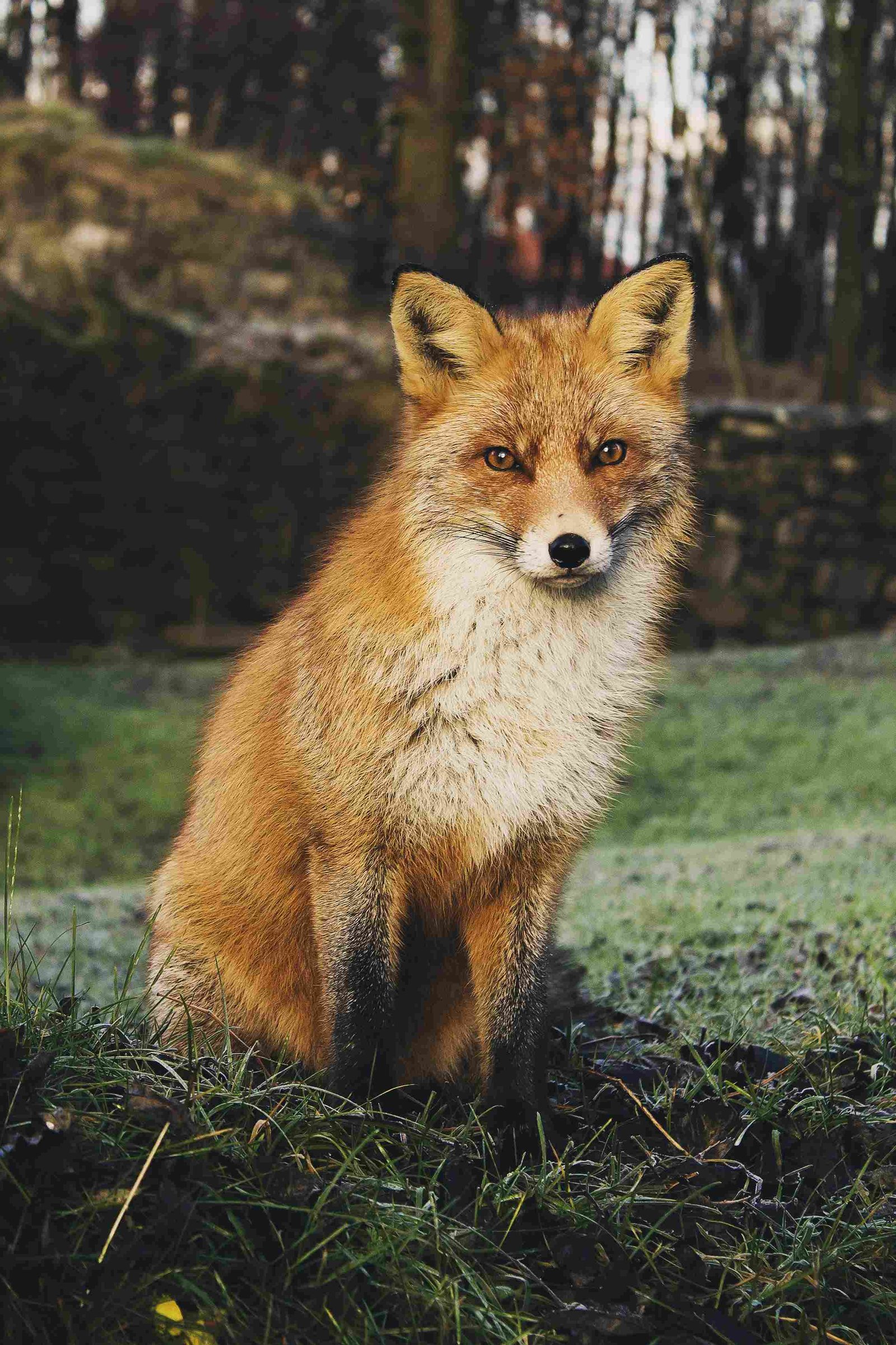 Red Fox